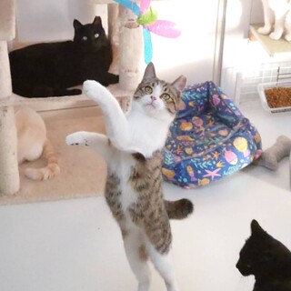 人見知り無し、甘えん坊の可愛い男の子❤️