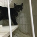 元気な子猫を可愛がってくださる方に