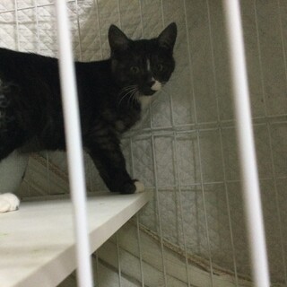 元気な子猫を可愛がってくださる方に