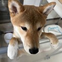 可愛いすぎる柴犬