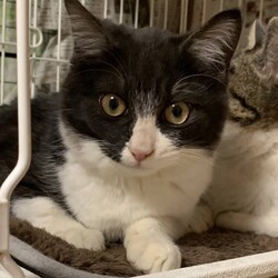 保護猫の譲渡会in小牧 サムネイル2