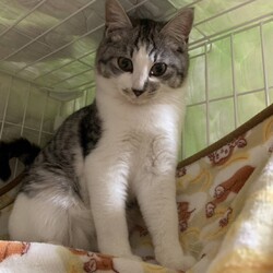 保護猫の譲渡会in小牧 サムネイル3