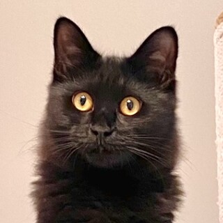 お見合決定　黒猫兄弟♡ごま君♡