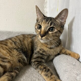 (写真更新！)ポワポワののかちゃん