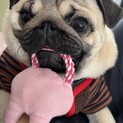 一歳未満　パグの男の子　里親募集中