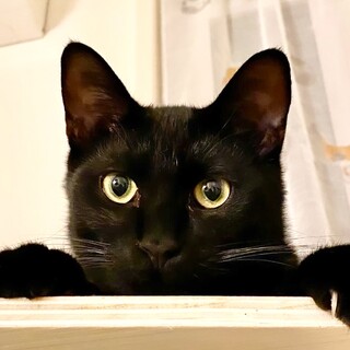 お見合決定黒猫兄弟♡のり君♡