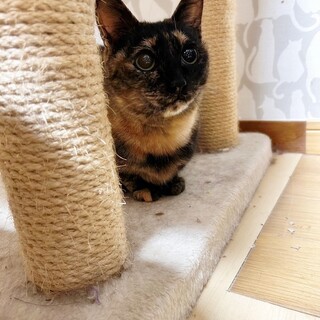 淡路劣悪環境から救い出したサビーのもなちゃん