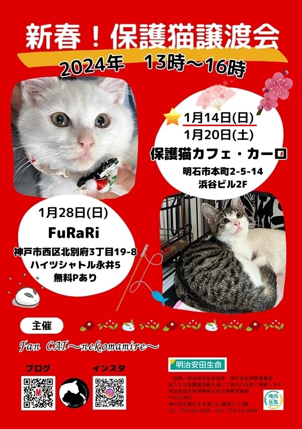 2024年明石譲渡会☆第」（Fan CAT～nekomamire～のイベント #21243
