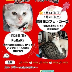 2024年明石譲渡会☆第141回猫まみれwithカーロ