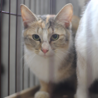 毛色が個性的、三毛の麦子(むぎこ)ちゃん