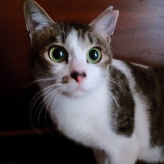 鼻がハートなチロルちゃん♀一歳