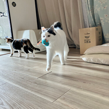 里親募集中のホシです☆