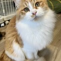 慎重派。実は甘えんぼ【ハニー】