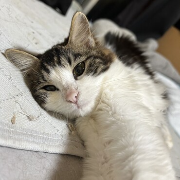 里親募集の子
