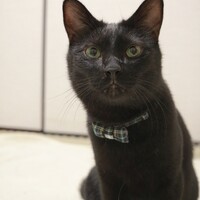 よもぎ
