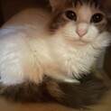 5ヶ月仔猫里親様募集中