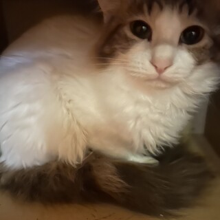 5ヶ月仔猫里親様募集中