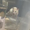 ささなな