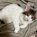 5ヶ月仔猫里親様募集中