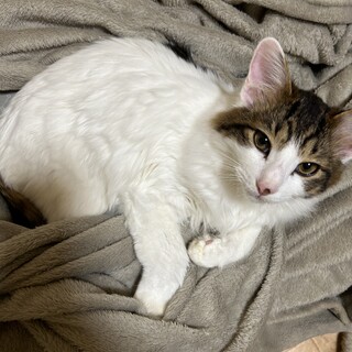 5ヶ月仔猫里親様募集中