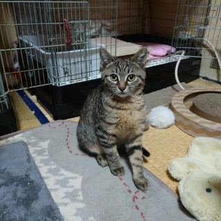 3ヶ月のずんぐりむっくり短足ちゃん