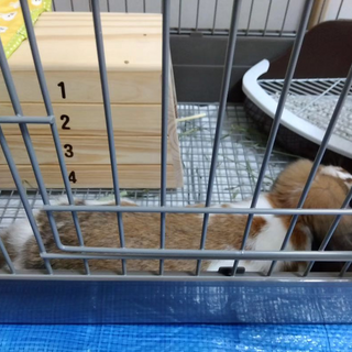 うさぎ2匹