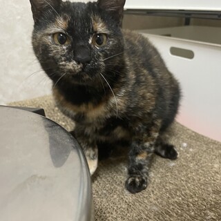 サビの甘えた女の子です！