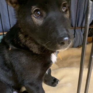 ビビりで可愛いマルコちゃんです