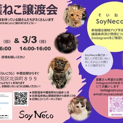 【SoyNeco会主催】保護ねこ譲渡会
