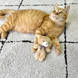 人が大好き！超甘えん坊の茶トラ男の子♡