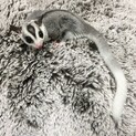 【急募】フクロモモンガ(モザイク雄)里親さん募集