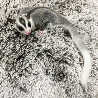 【急募】フクロモモンガ(モザイク雄)里親さん募集