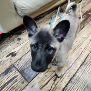 黒いお顔がキュートなでしょ‼️(バベシア症)