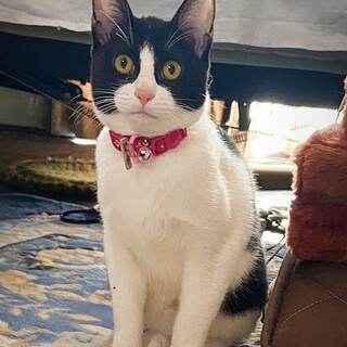 怖いもの知らずでフレンドリーな はっちちゃん