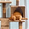 おとなしいチャトラのレオンくん サムネイル2