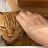 おとなしいチャトラのレオンくん サムネイル3