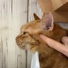おとなしいチャトラのレオンくん サムネイル4