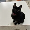 《黒猫》 超甘えんぼな子猫