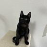 《黒猫》 超甘えんぼな子猫 サムネイル2