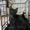 《黒猫》 超甘えんぼな子猫 サムネイル4