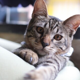 甘えんぼうでストーカーになっちゃう？アッシュくん