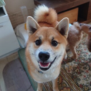 一歳未満の若い柴犬☆甘えん坊の【まる君】