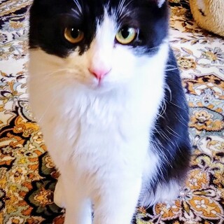 フワフワの尻尾の甘えん坊　ハチワレ男子の福くん