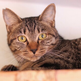 まんまるお顔のあまえんぼラリーくん