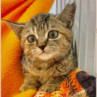 動物病院の保護猫・ちっちゃないちこちゃん☆