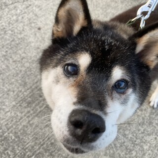 穏やかな黒柴の女の子に最後の家族を！