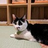 おっとり大人猫の「右京」さん サムネイル2