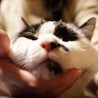 おっとり大人猫の「右京」さん サムネイル3