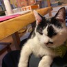 おっとり大人猫の「右京」さん サムネイル4
