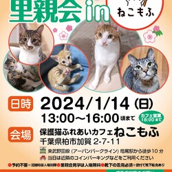 柏開催！保護ねこ里親会 サムネイル1